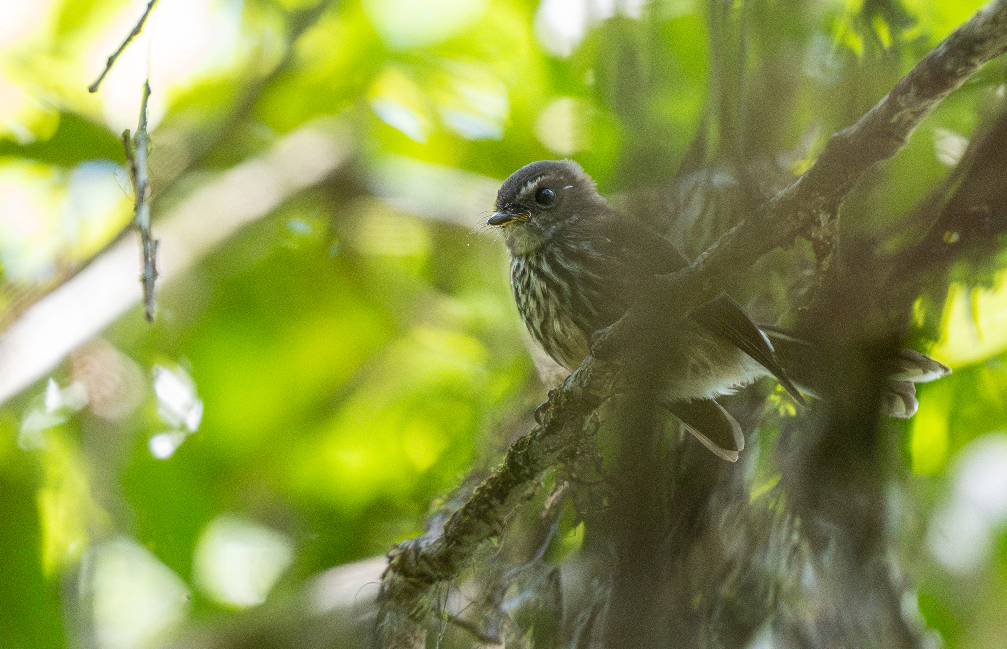 Fiji Streaked Fantail (Rhipidura layardi), photo 4