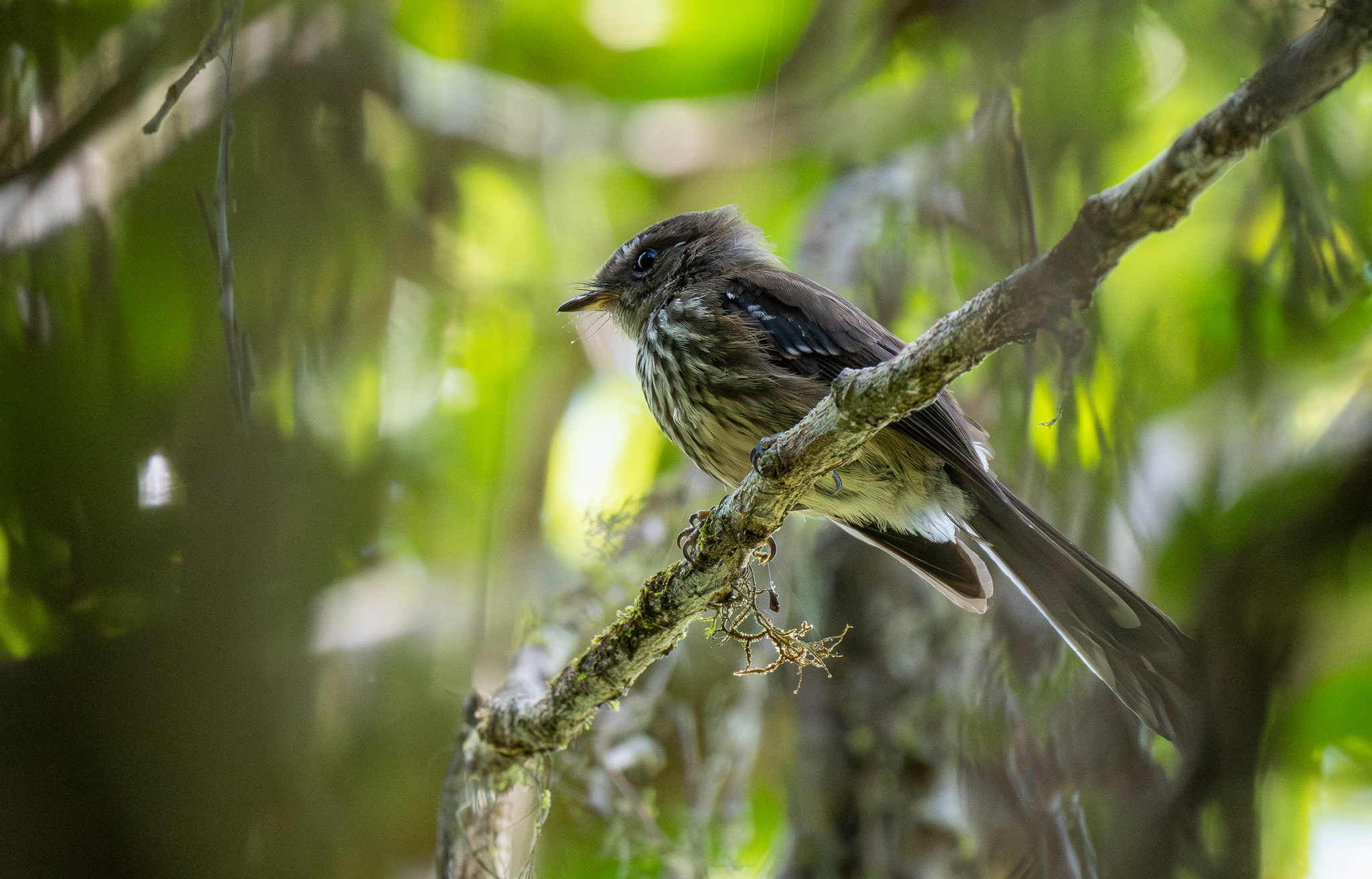 Fiji Streaked Fantail (Rhipidura layardi), photo 5