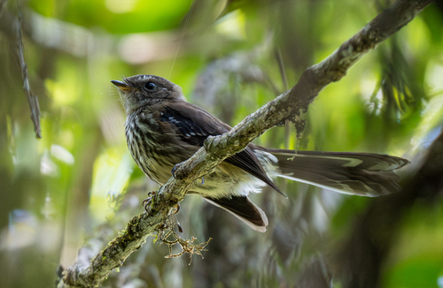 Fiji Streaked Fantail
