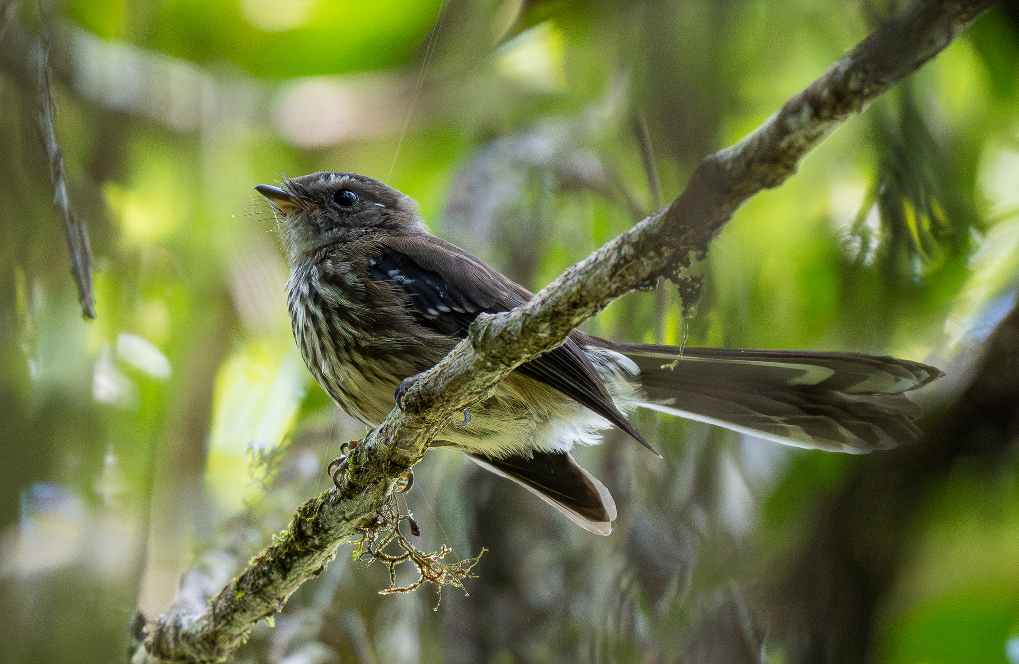 Fiji Streaked Fantail (Rhipidura layardi), photo 6