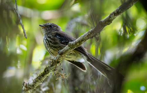 Fiji Streaked Fantail (Rhipidura layardi), photo 10