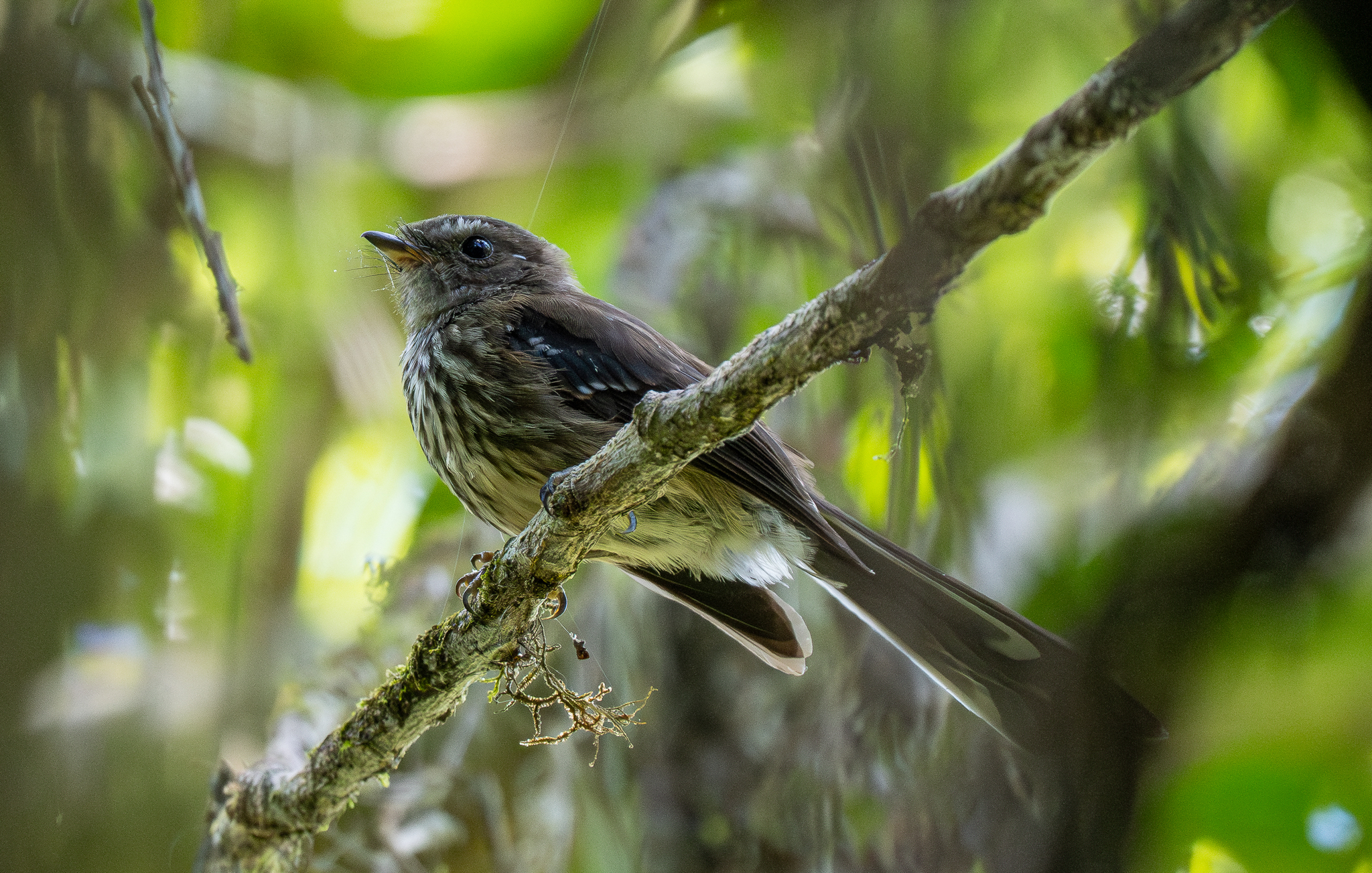Fiji Streaked Fantail (Rhipidura layardi), photo 7