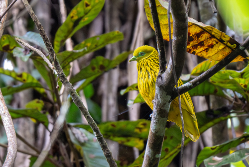 Golden Dove (Ptilinopus luteovirens), photo 7