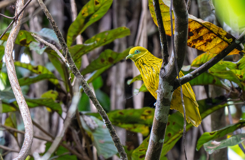 Golden Dove (Ptilinopus luteovirens), photo 8