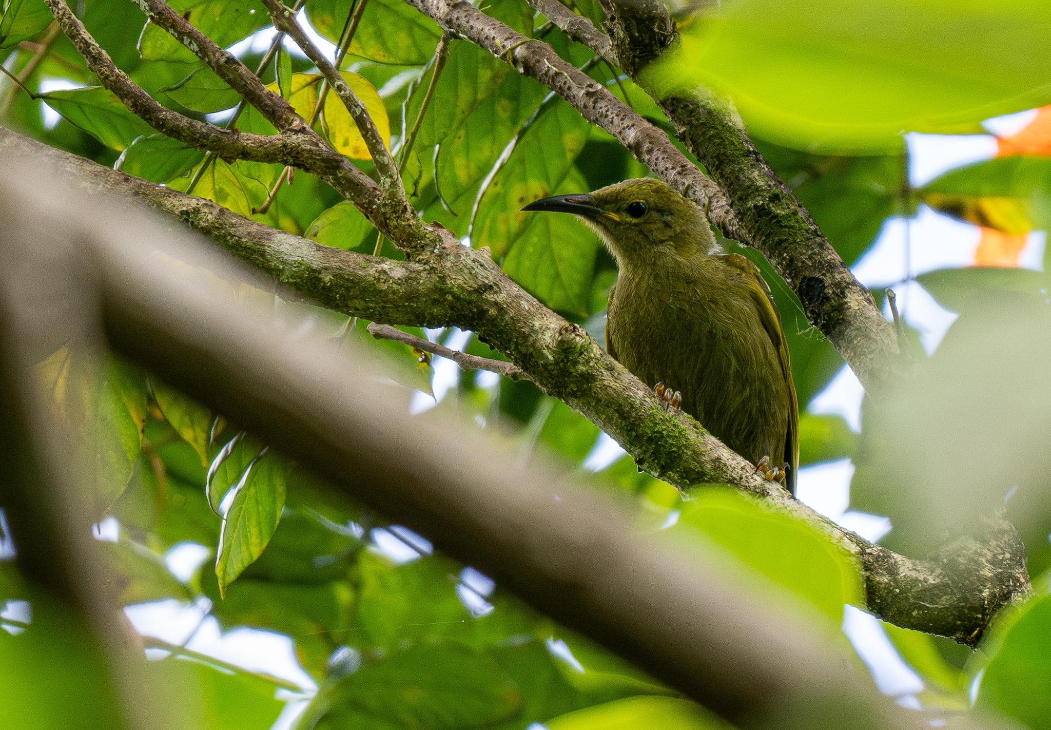 Duetting Giant Honeyeater (Gymnomyza brunneirostris), photo 3