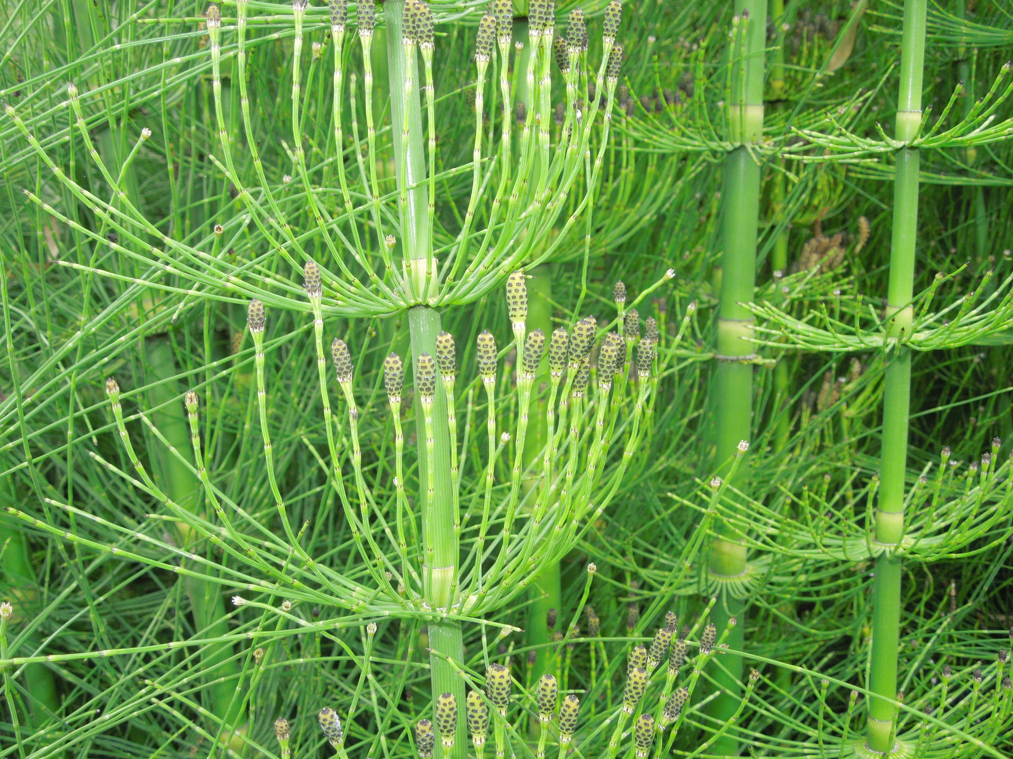 Mexican Giant Horsetail (Equisetum myriochaetum)  iNaturalist