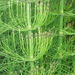 Mexican Giant Horsetail - Photo (c) Jesús Manuel Martínez-Calderas, some rights reserved (CC BY-NC), uploaded by Jesús Manuel Martínez-Calderas
