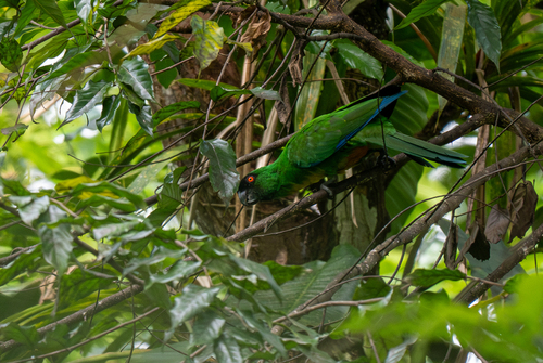 Masked Shining Parrot (Prosopeia personata), photo 5