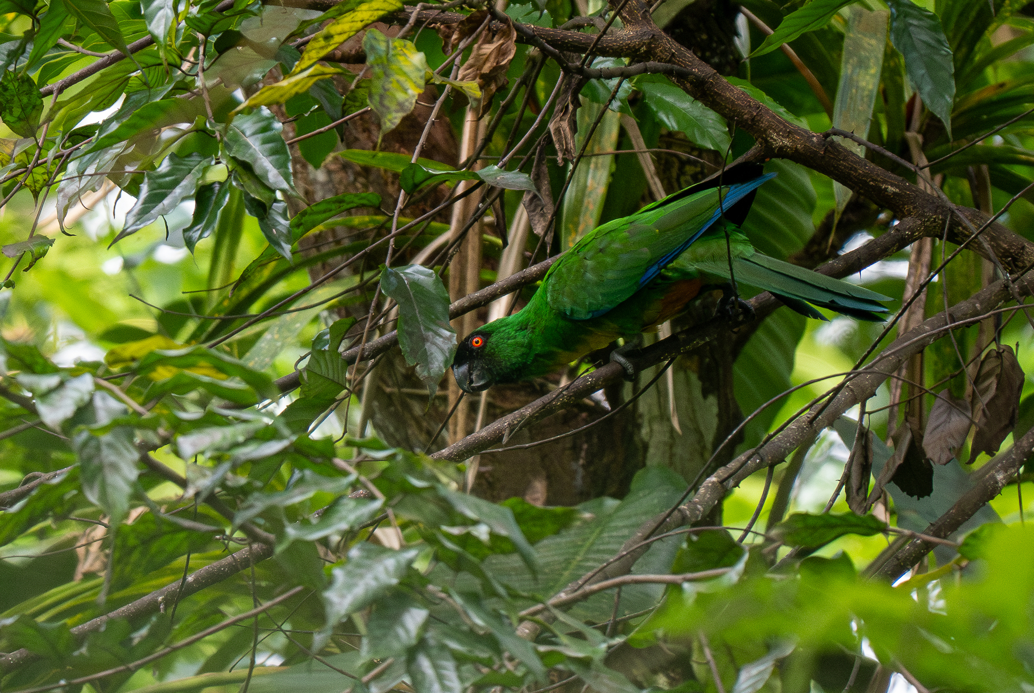 Masked Shining Parrot (Prosopeia personata), photo 6