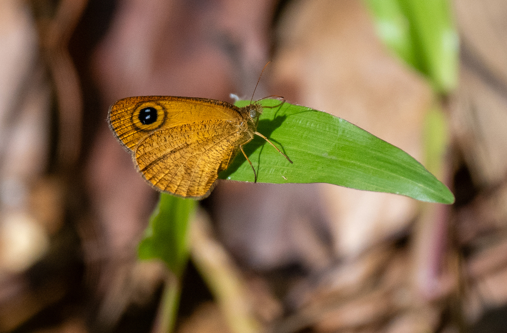 Common Fijian Ringlet from Naitasiri, Fiji on December 3, 2023 at 10:57 ...