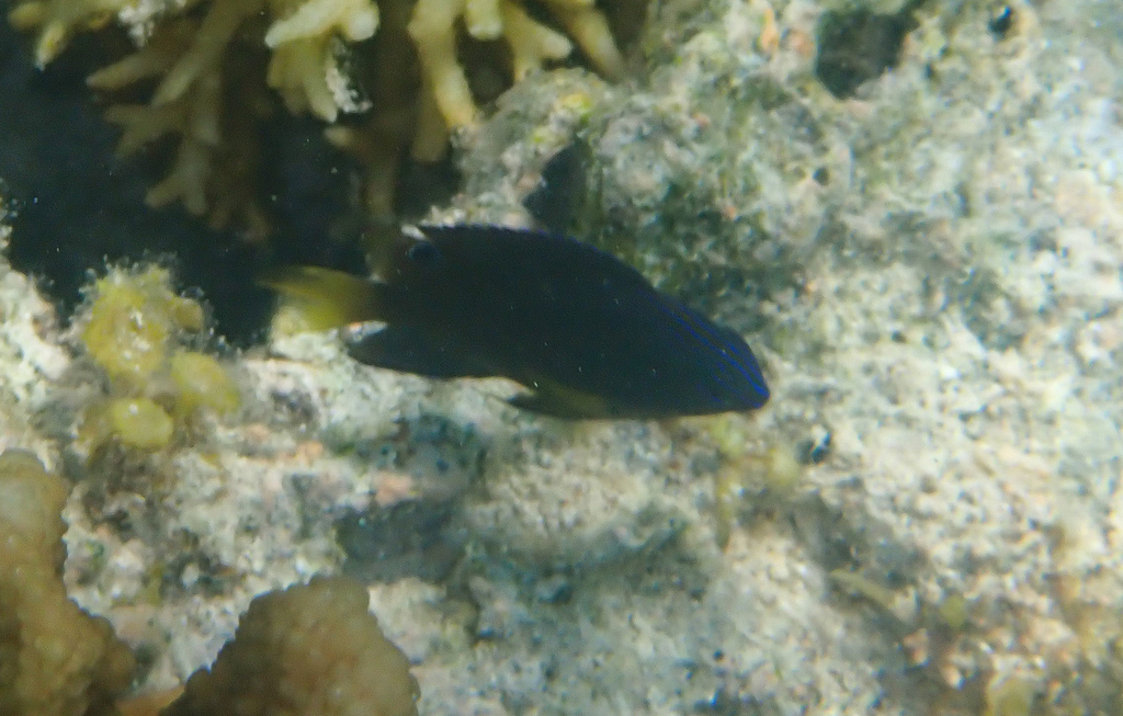 Ocellate Damselfish