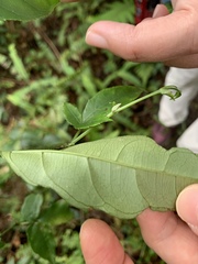 Itea parviflora