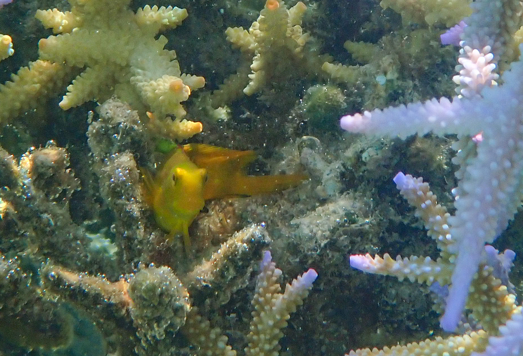 Black Blenny