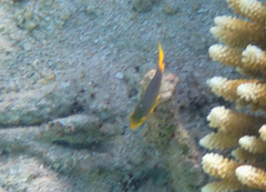 Pomacentrus maafu