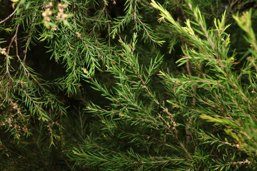 Image of Melaleuca bracteata by (c) Greg Tasney, some rights reserved (CC BY-SA)