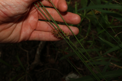Image of Juncus usitatus by (c) Greg Tasney, some rights reserved (CC BY-SA)