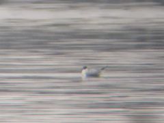 Chroicocephalus philadelphia