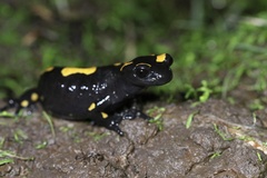 North African Fire Salamander photo 5