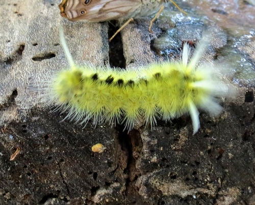 Schaus' Tussock Moth photo 2