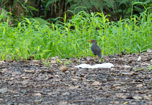 Fiji Island Thrush (Turdus ruficeps), photo 1