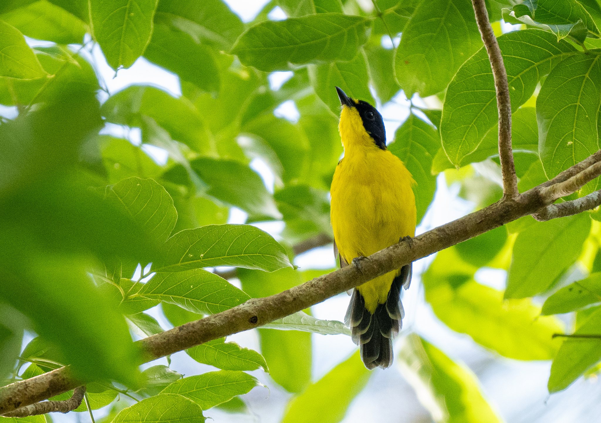 Yellow-throated Fiji Whistler (Pachycephala graeffii), photo 3