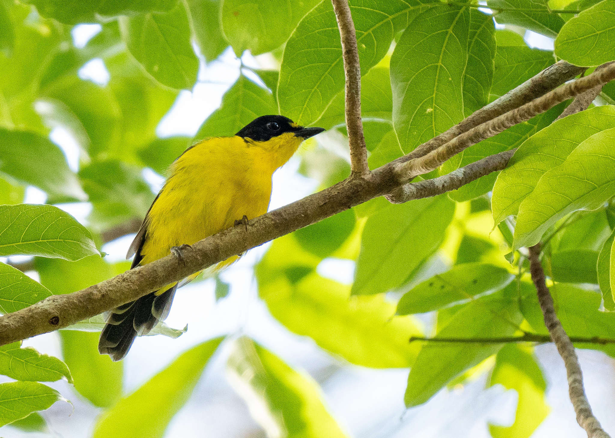Yellow-throated Fiji Whistler (Pachycephala graeffii), photo 6