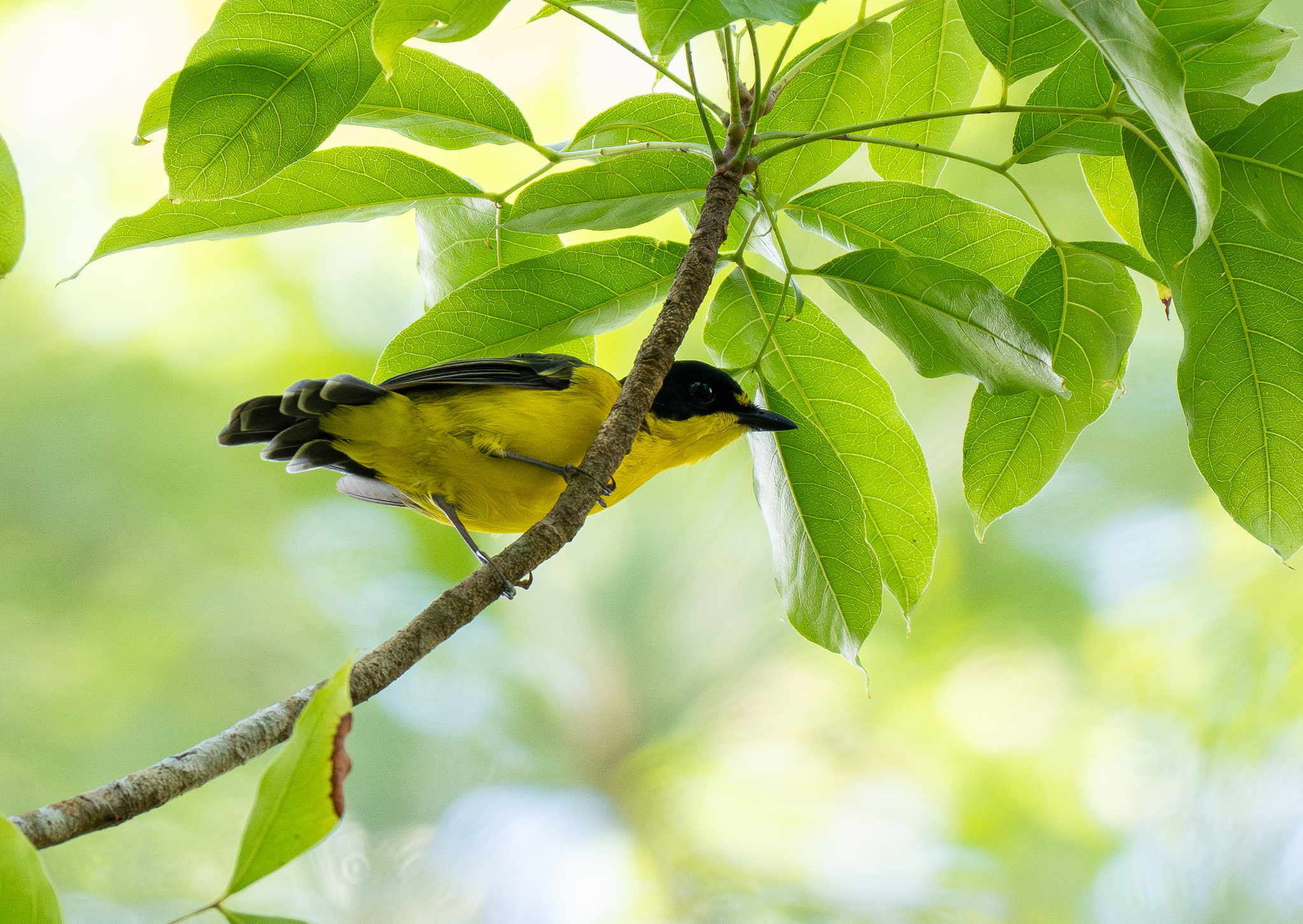 Yellow-throated Fiji Whistler (Pachycephala graeffii), photo 7