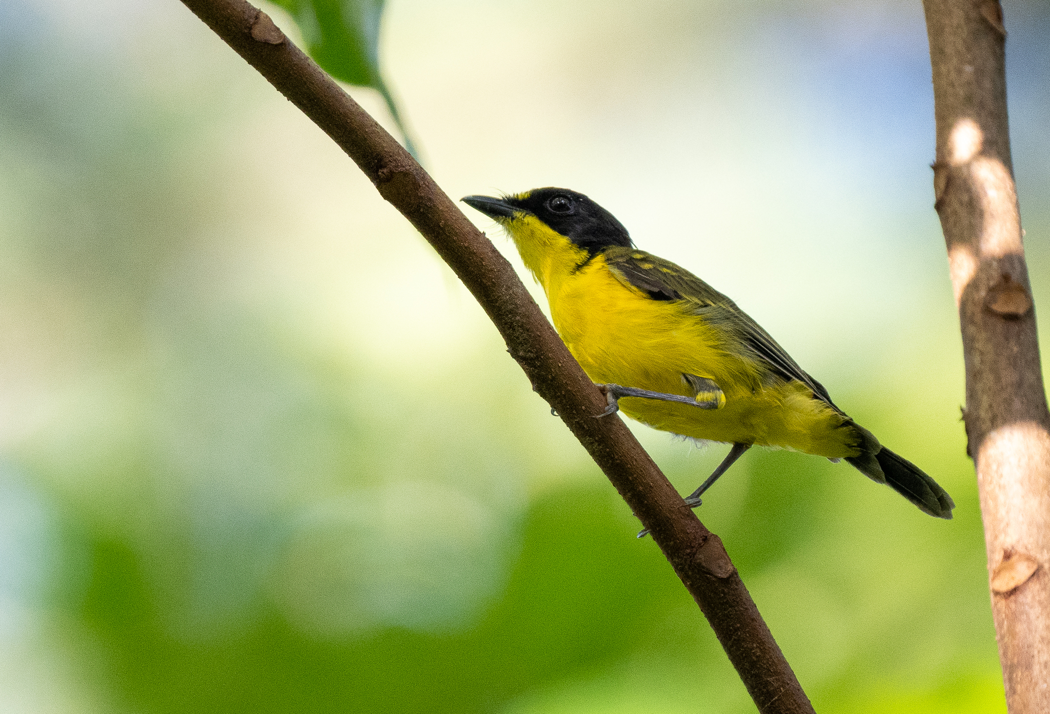Yellow-throated Fiji Whistler (Pachycephala graeffii), photo 9