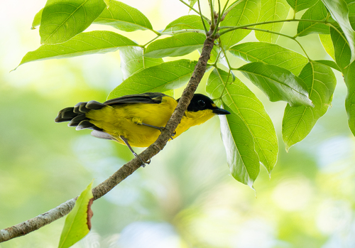 Yellow-throated Fiji Whistler (Pachycephala graeffii), photo 6