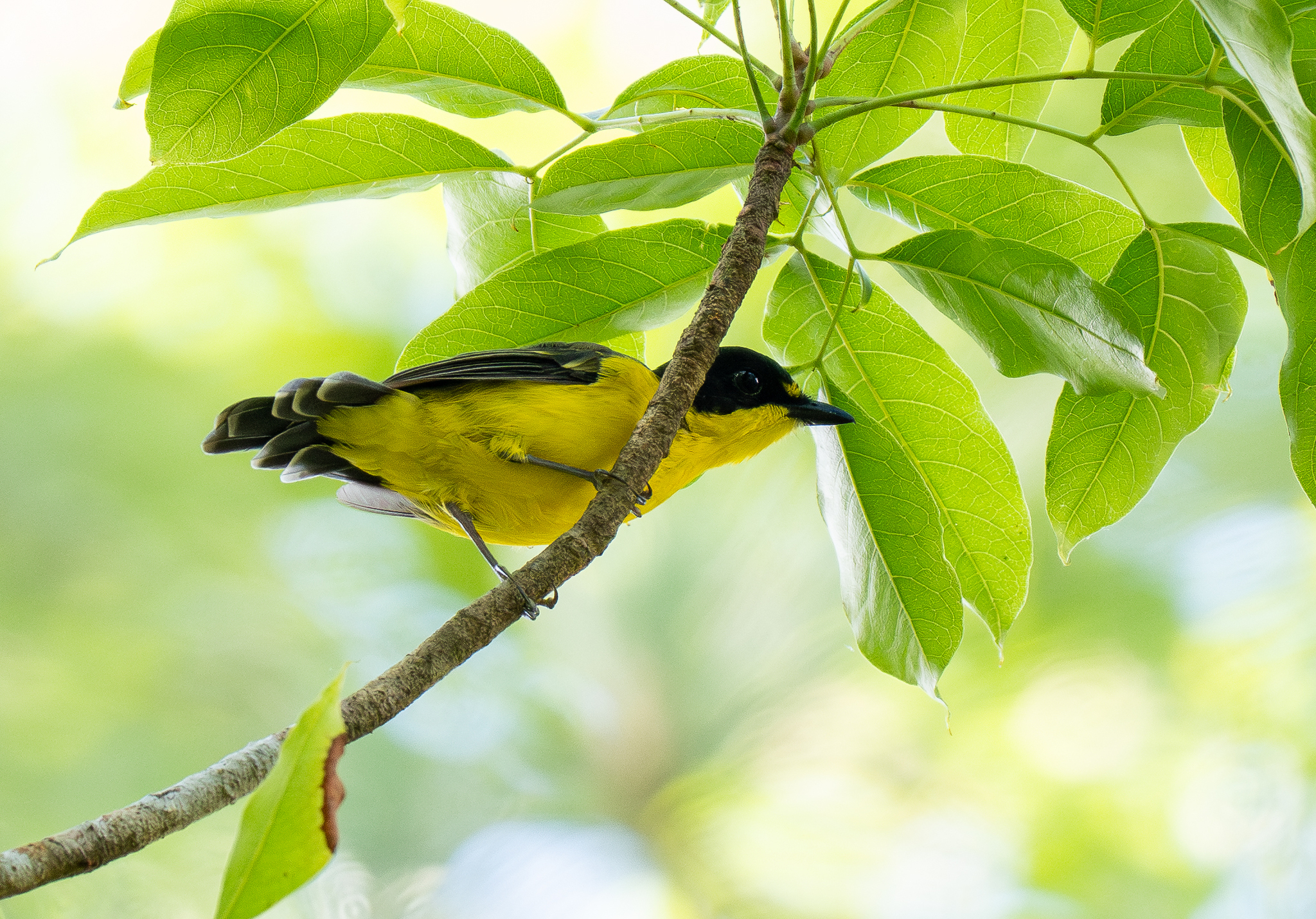 Yellow-throated Fiji Whistler (Pachycephala graeffii), photo 8