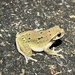 Carthaginian Tree Frog - Photo (c) Chaline Olivier, some rights reserved (CC BY-NC), uploaded by Chaline Olivier