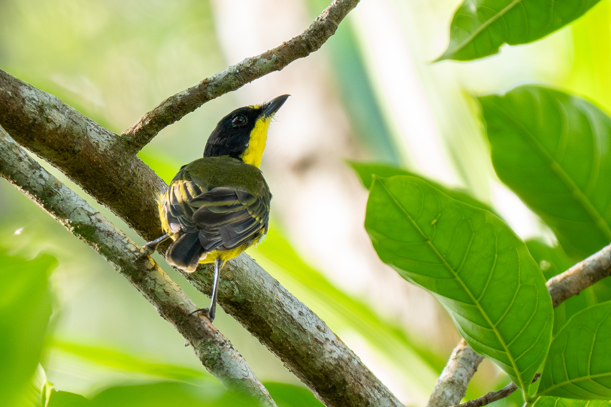 Yellow-throated Fiji Whistler (Pachycephala graeffii), photo 10