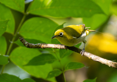 Fiji White-Eye photo 2