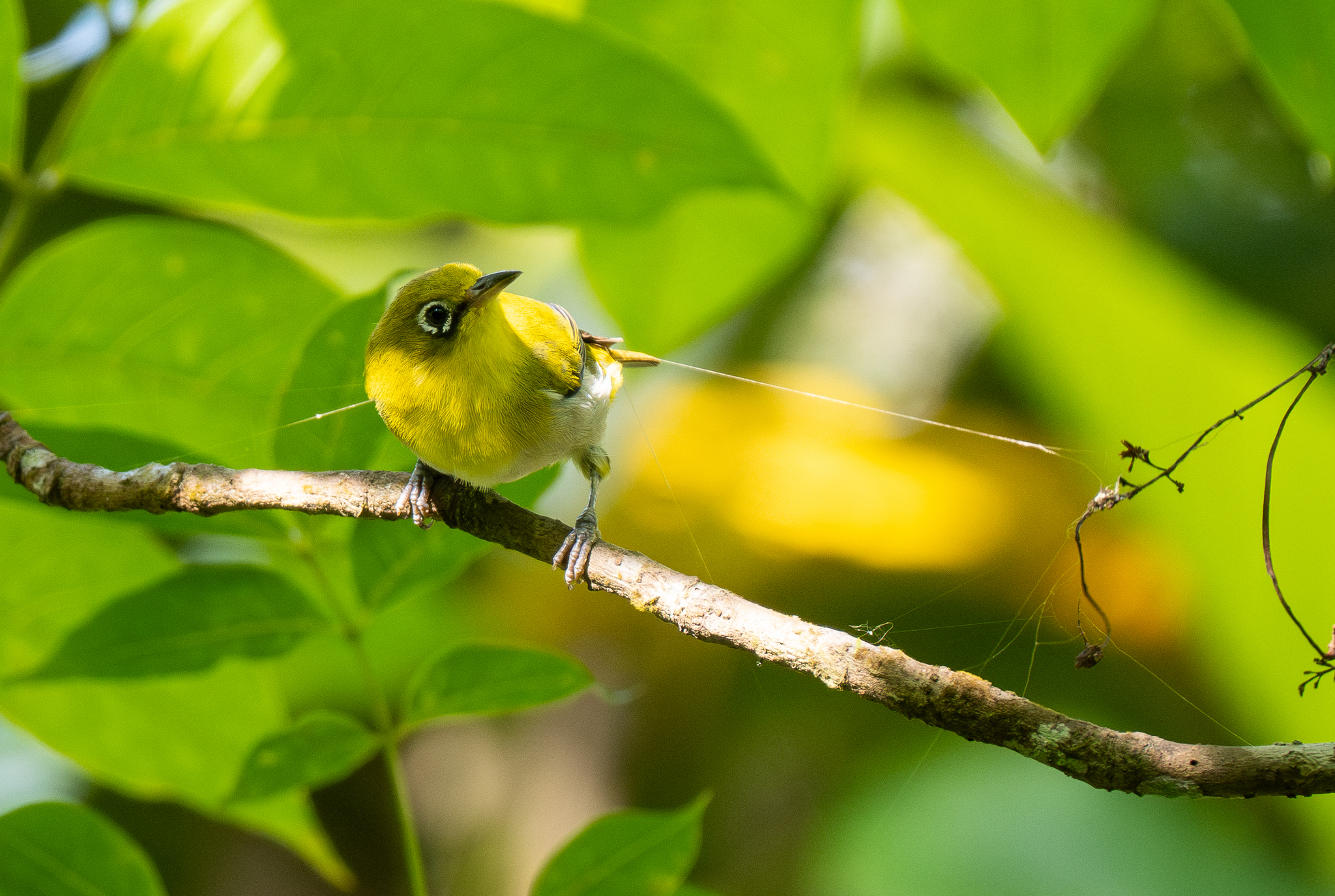 Fiji White-eye (Zosterops explorator), photo 8
