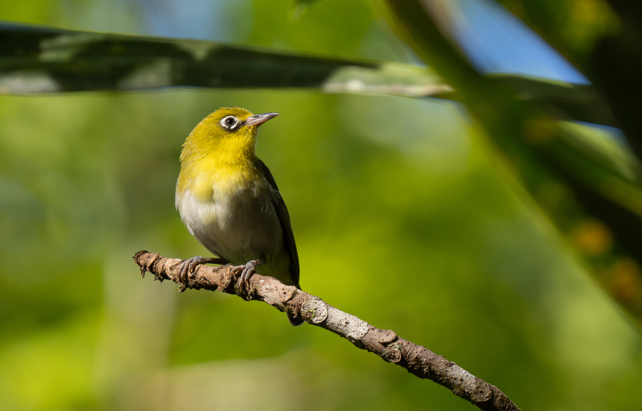 Fiji White-eye (Zosterops explorator), photo 4