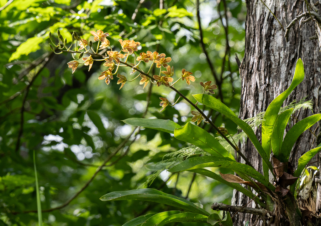 Grammatophyllum elegans