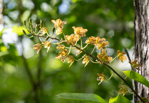 Image of Grammatophyllum Elegans (Grammatophyllum elegans) by (c) Forest Botial-Jarvis, some rights reserved (CC BY)