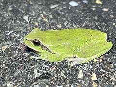 Carthaginian Tree Frog photo 3