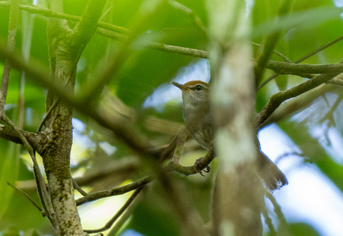 Fiji Bush Warbler (Horornis ruficapilla), photo 2