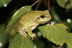 Carthaginian Tree Frog photo 5