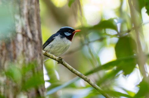 Chestnut-throated Flycatcher (Myiagra castaneigularis), photo 9