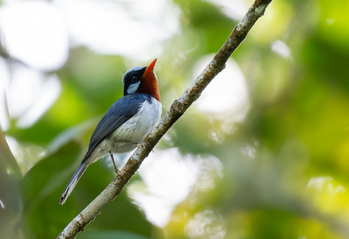 Chestnut-throated Flycatcher (Myiagra castaneigularis), photo 6