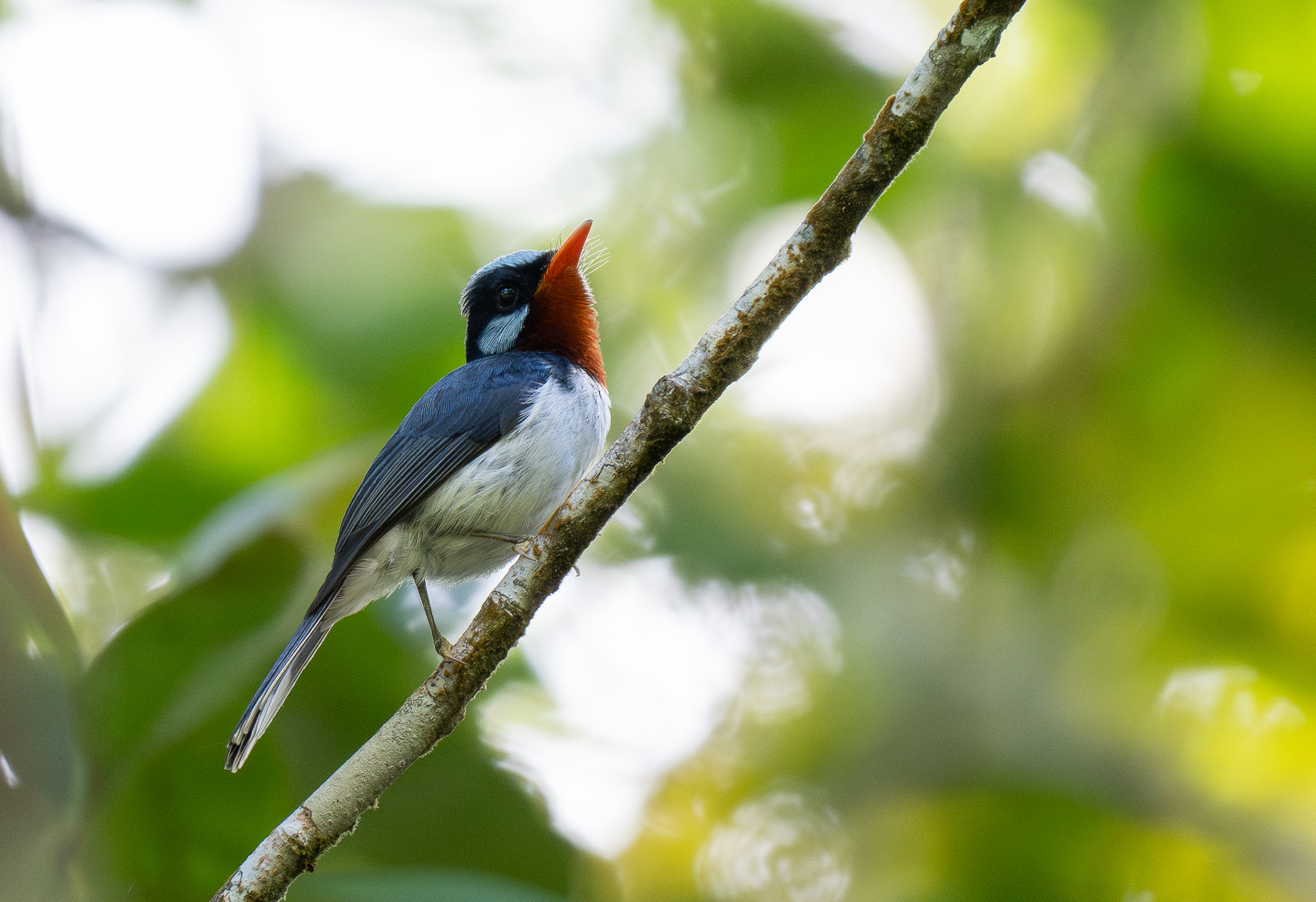 Chestnut-throated Flycatcher (Myiagra castaneigularis), photo 5