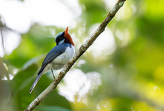 Chestnut-Throated Flycatcher photo 2