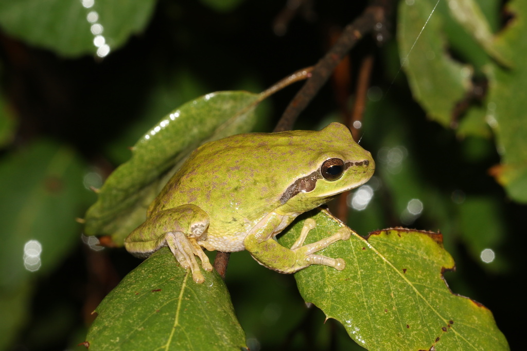 Carthaginian Tree Frog