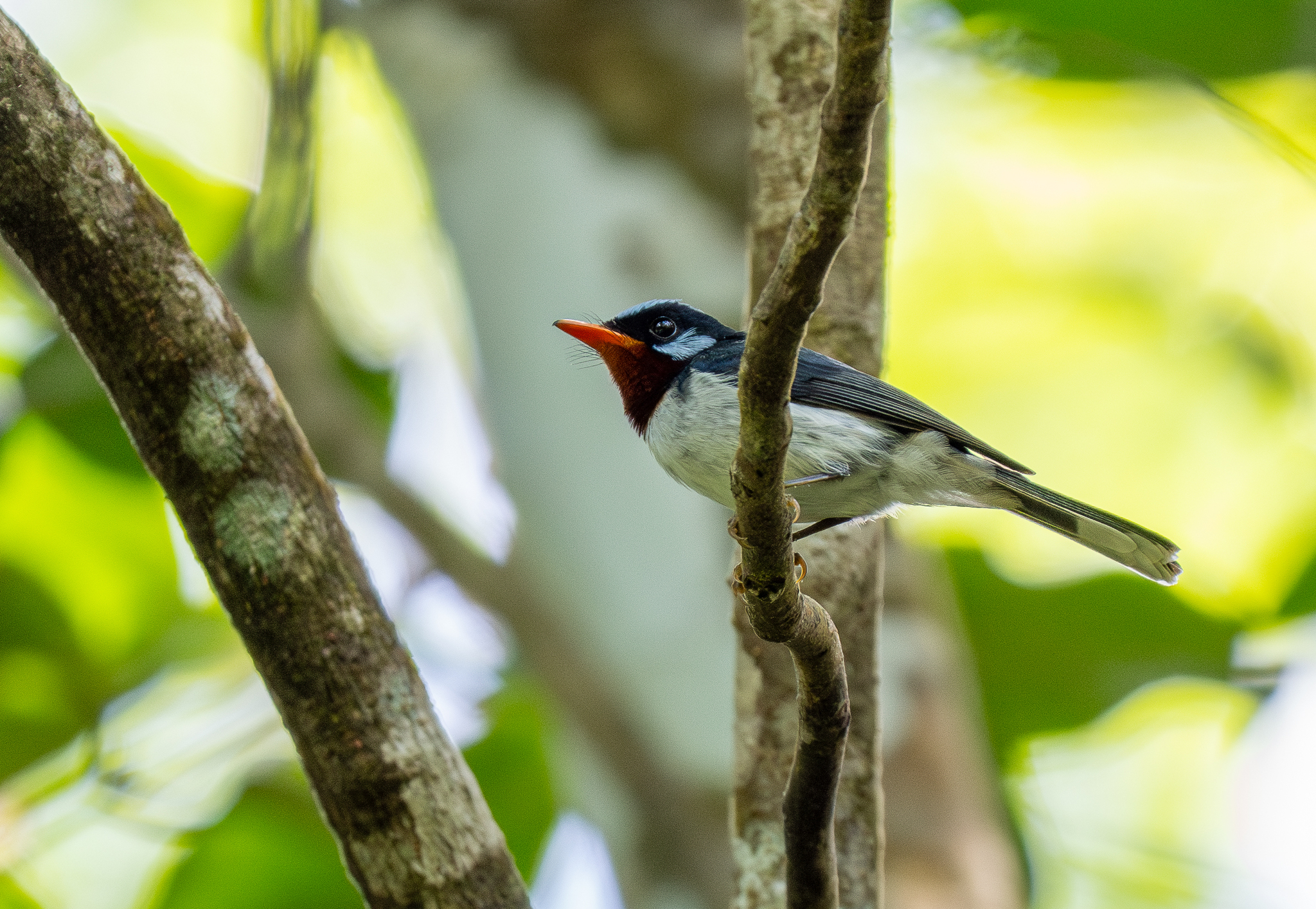 Chestnut-throated Flycatcher (Myiagra castaneigularis), photo 7