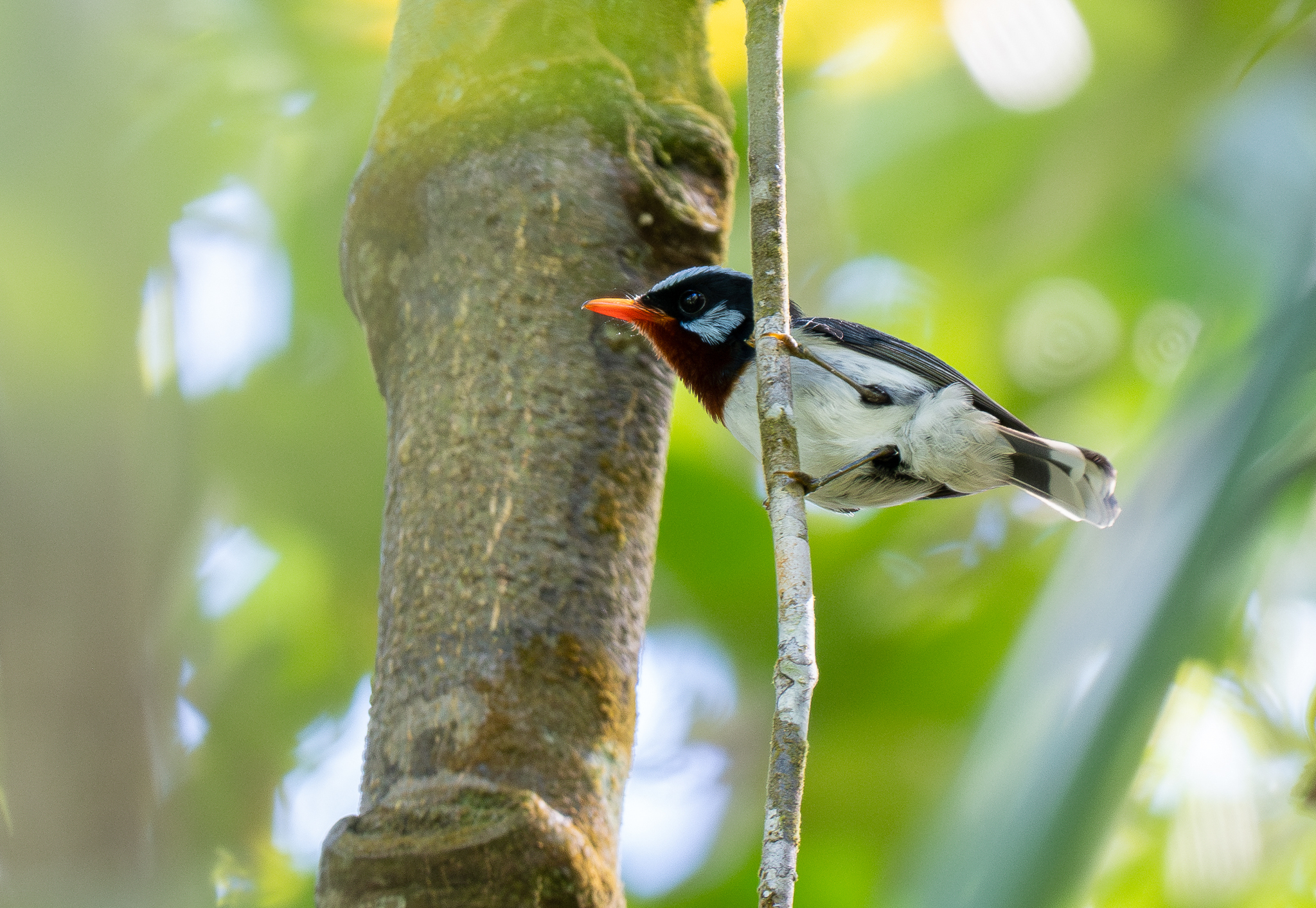 Chestnut-throated Flycatcher (Myiagra castaneigularis), photo 8