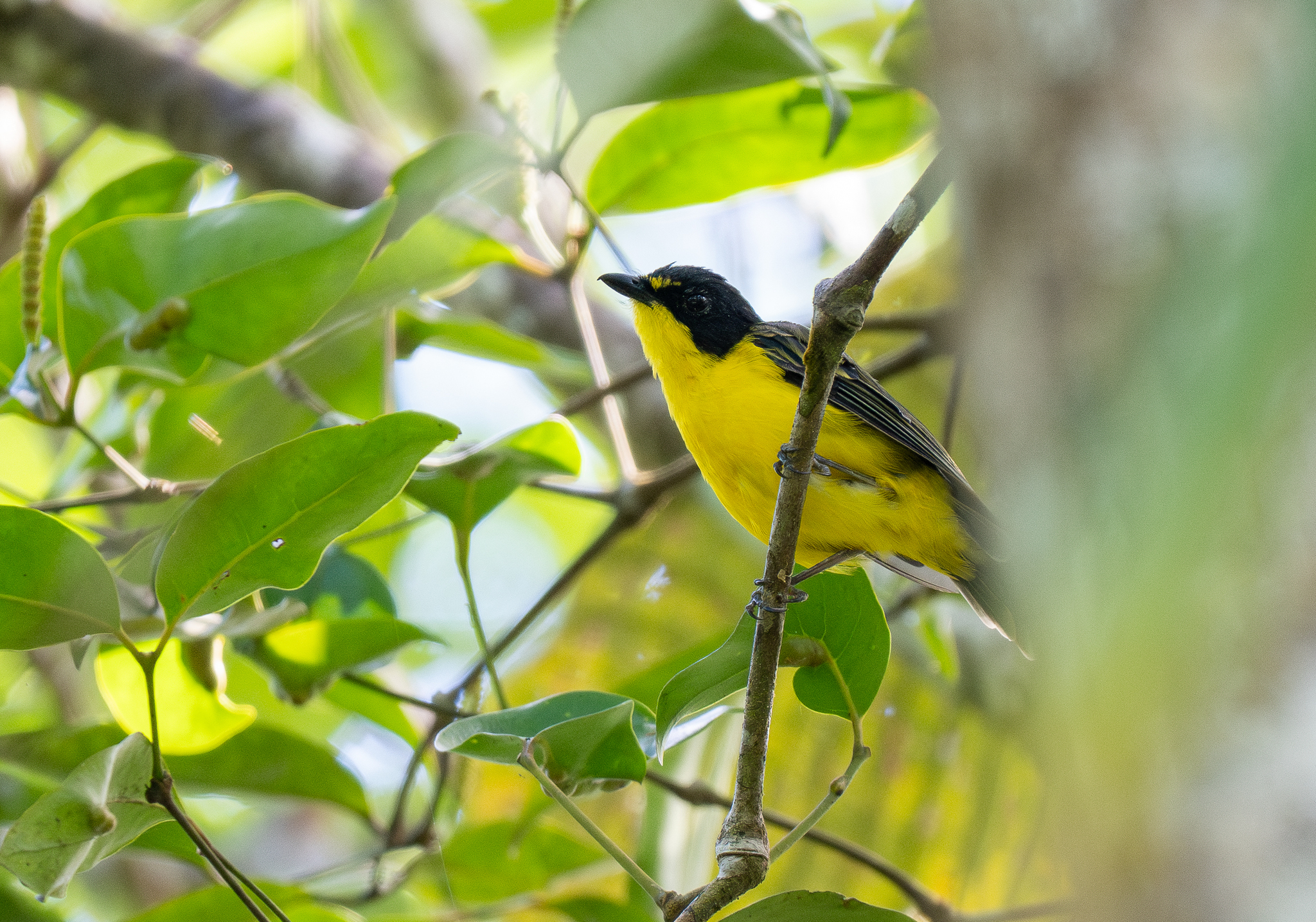 Yellow-throated Fiji Whistler (Pachycephala graeffii), photo 2