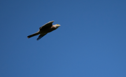 Fiji Goshawk (Tachyspiza rufitorques), photo 7