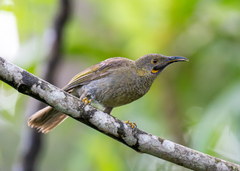 Kikau photo 1